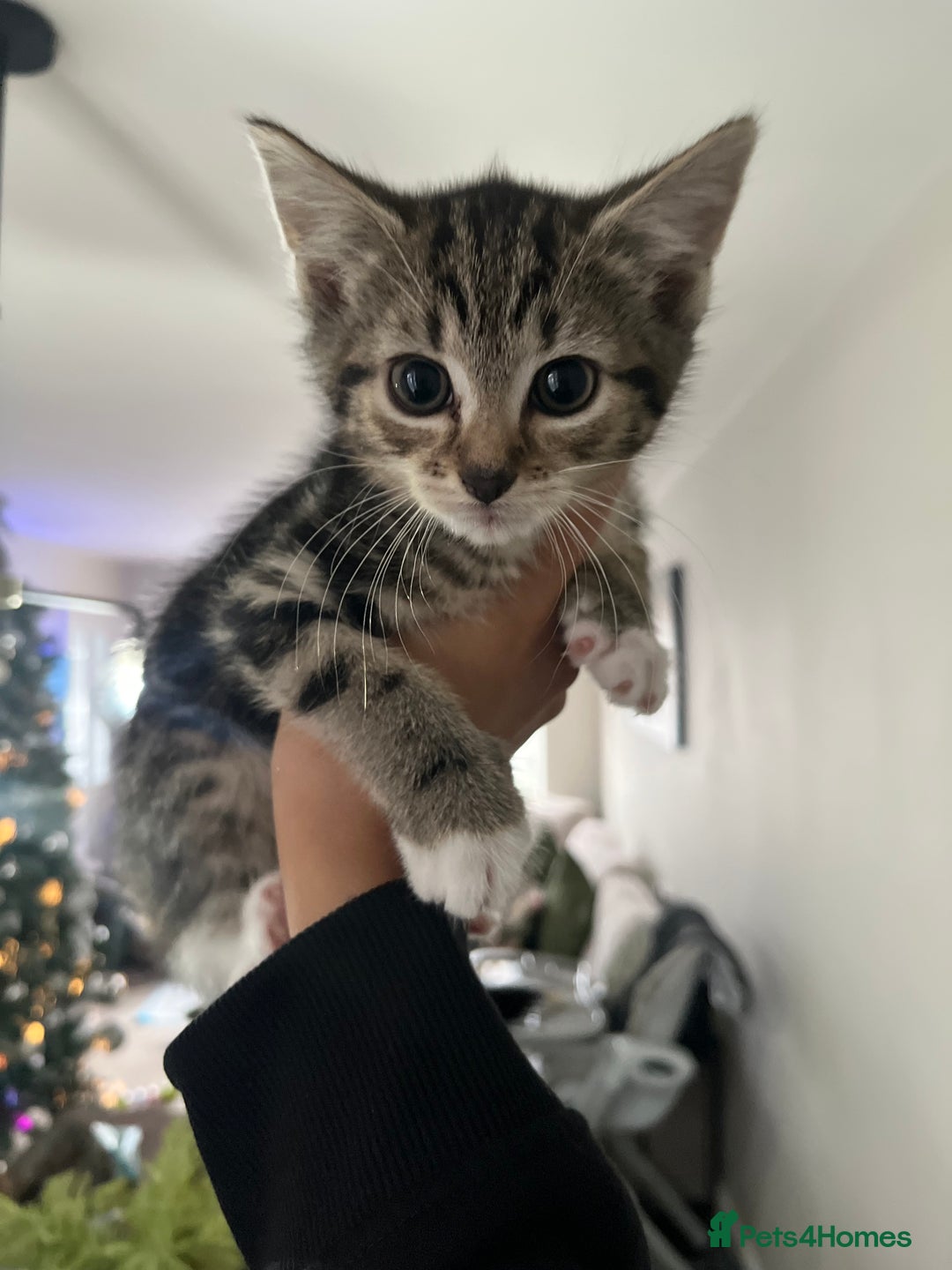 Bengal cats for sale: Two Purebred Bengal Kittens Male & Female  - Advert 1