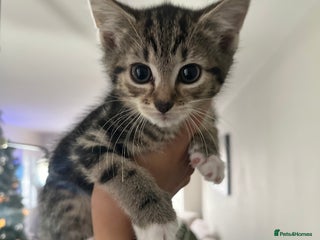 Bengal cats Two Purebred Bengal Kittens Male & Female - Advert 1