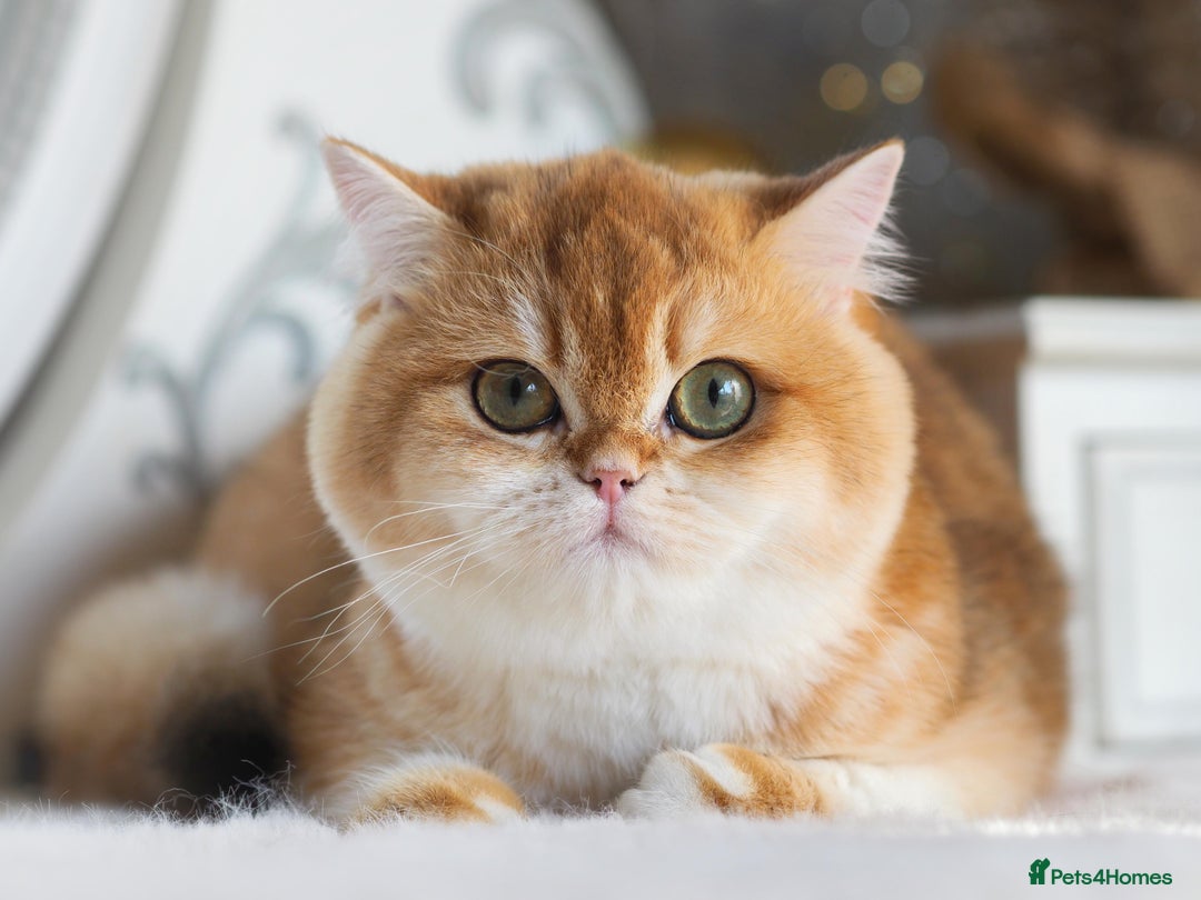 British Longhair cats for sale: TICA British Longhair Kittens  - Image 9