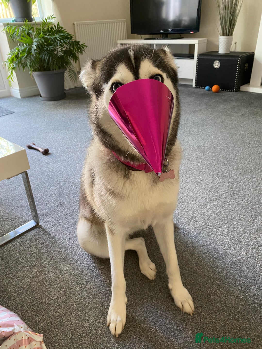 Siberian Husky dogs for sale: Beautiful Female Husky  - Image 4