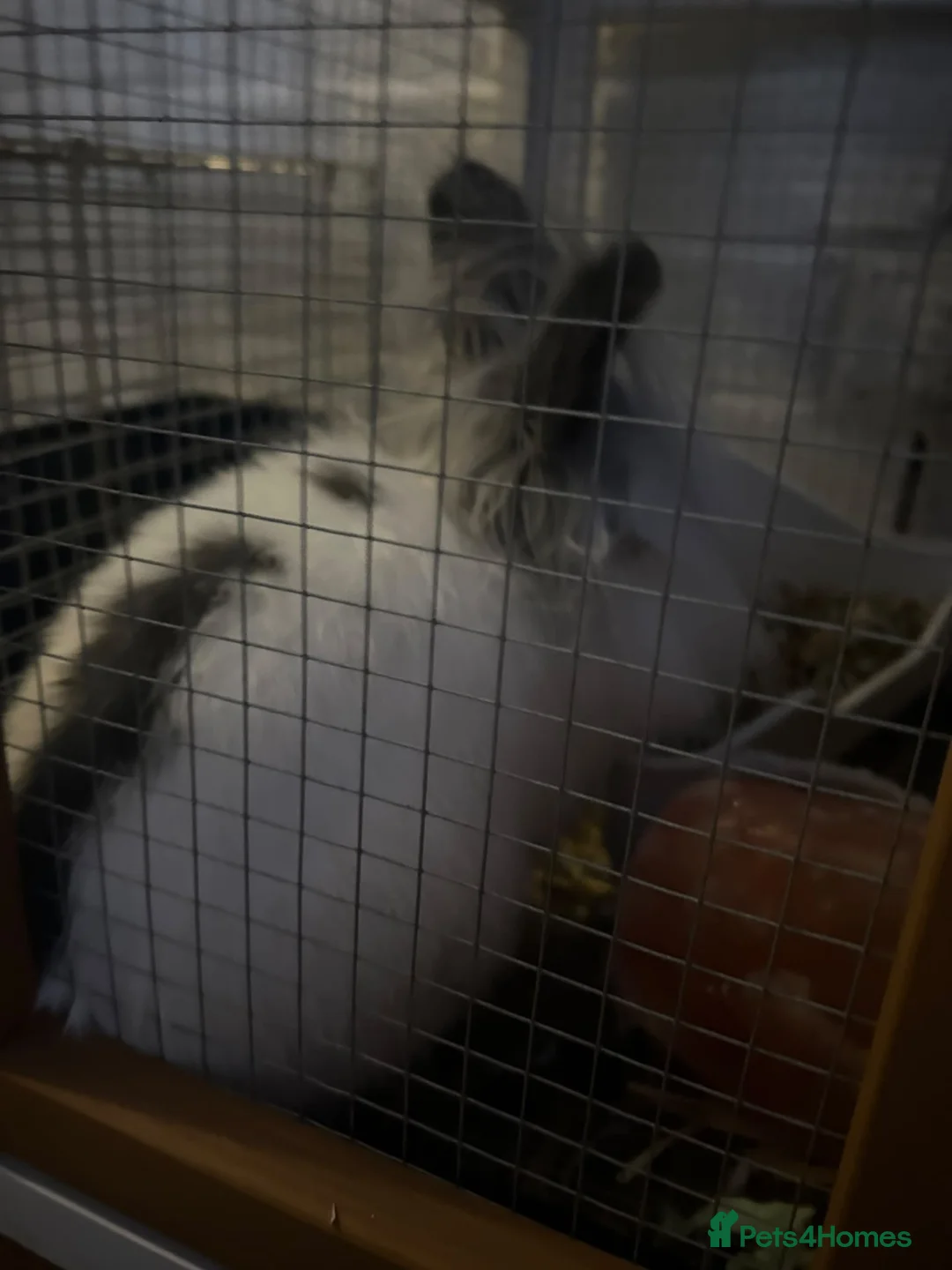 Lionhead rabbits for sale: Lion head bunny - Advert 6