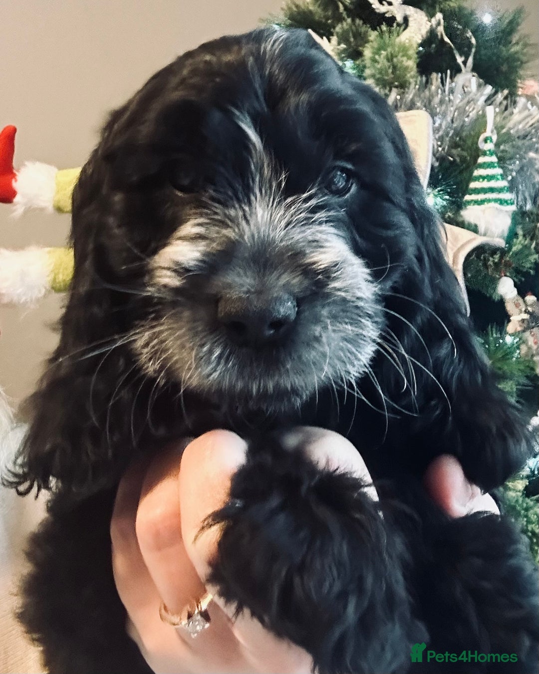 Cockapoo dogs for sale: Stunning cockapoo pups - ready now!  - Advert 8