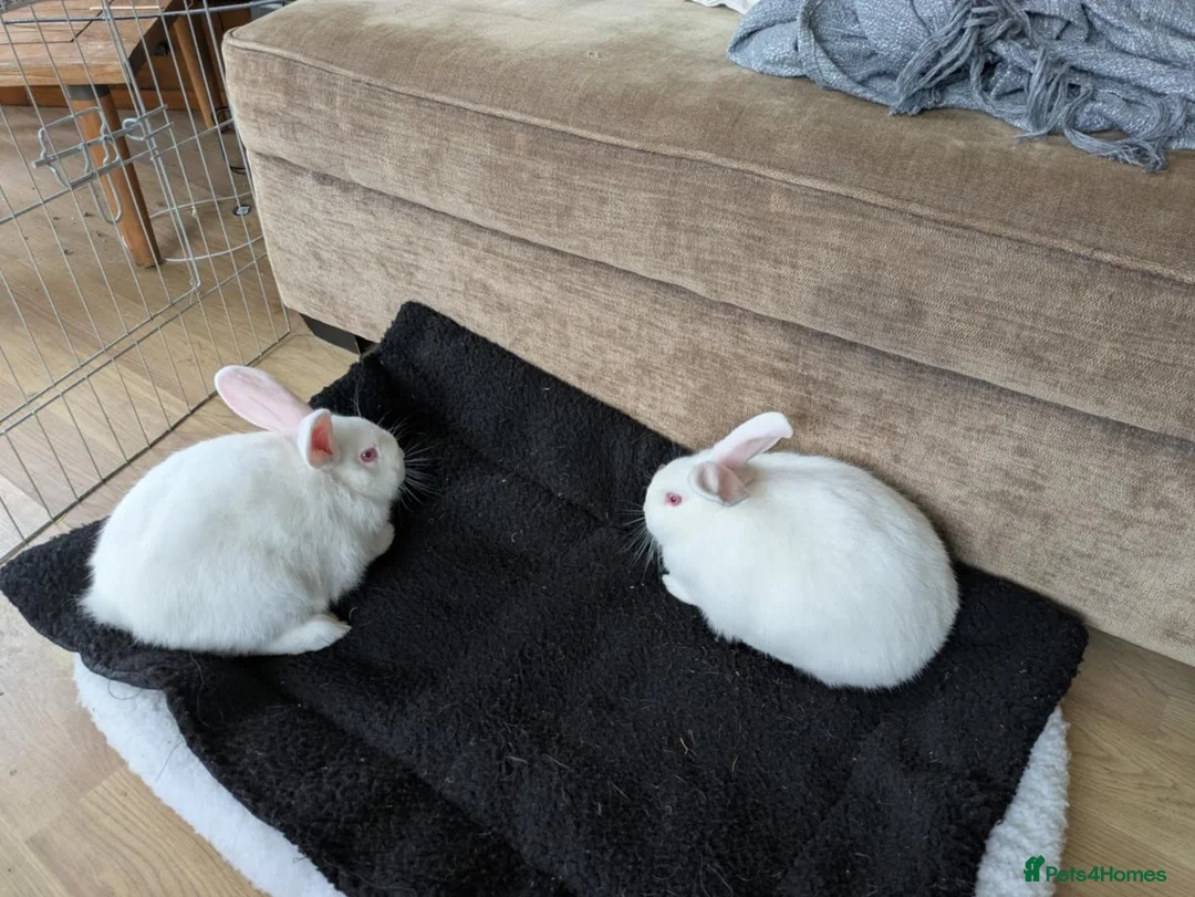 Mixed Breed rabbits for sale: Cute Albino Bunnies  - Advert 3