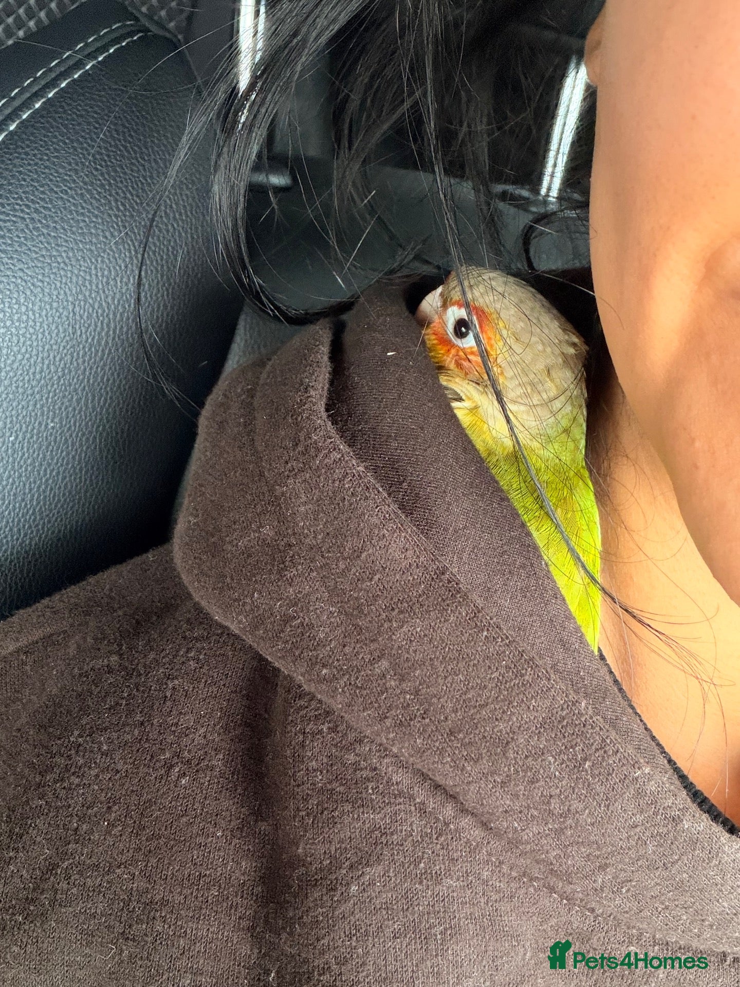 Conures birds 15 week dna female conure hand reared and tamed - Advert 1