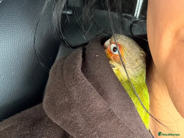Conures birds 15 week dna female conure hand reared and tamed - Advert 1