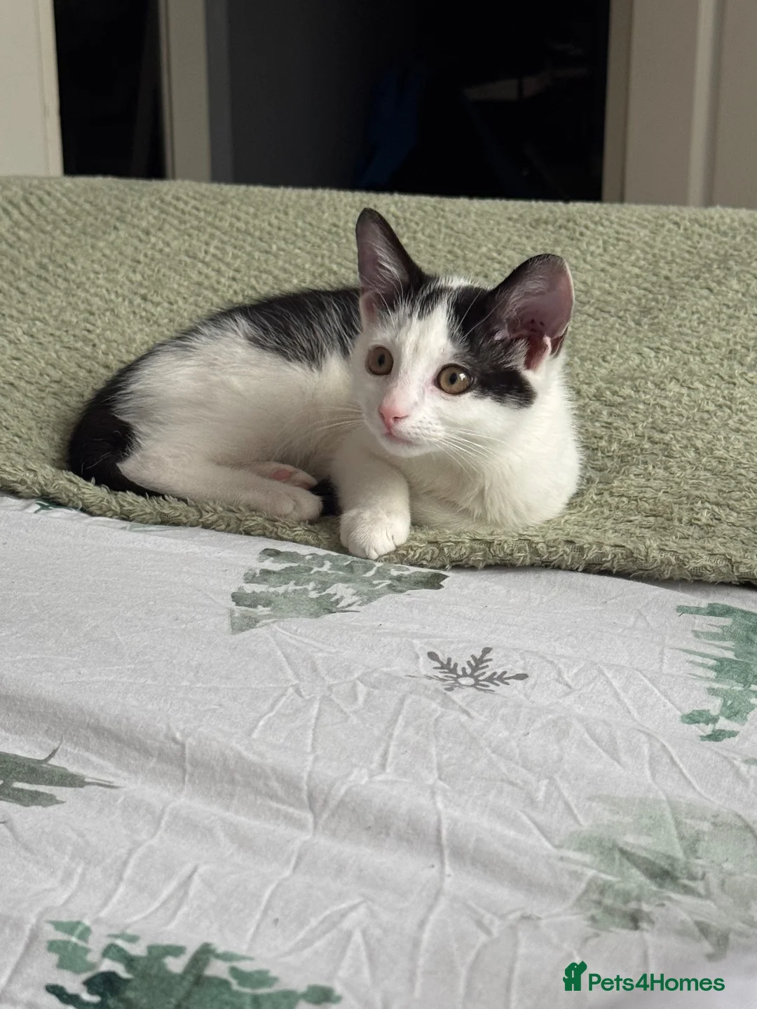Domestic Shorthair cats for sale: Atlas in Wrexham - Advert 1