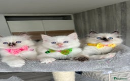 Ragdoll cats for sale: Registered Ragdoll kittens LAST GIRL HCM/PKD clear - Image 13