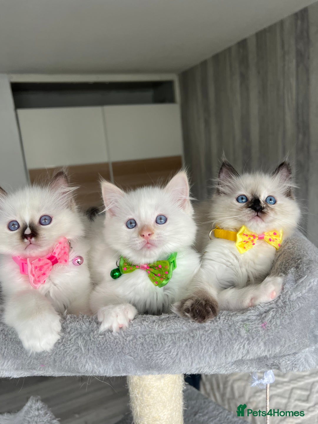 Ragdoll cats for sale: Registered Ragdoll kittens LAST GIRL HCM/PKD clear - Image 13