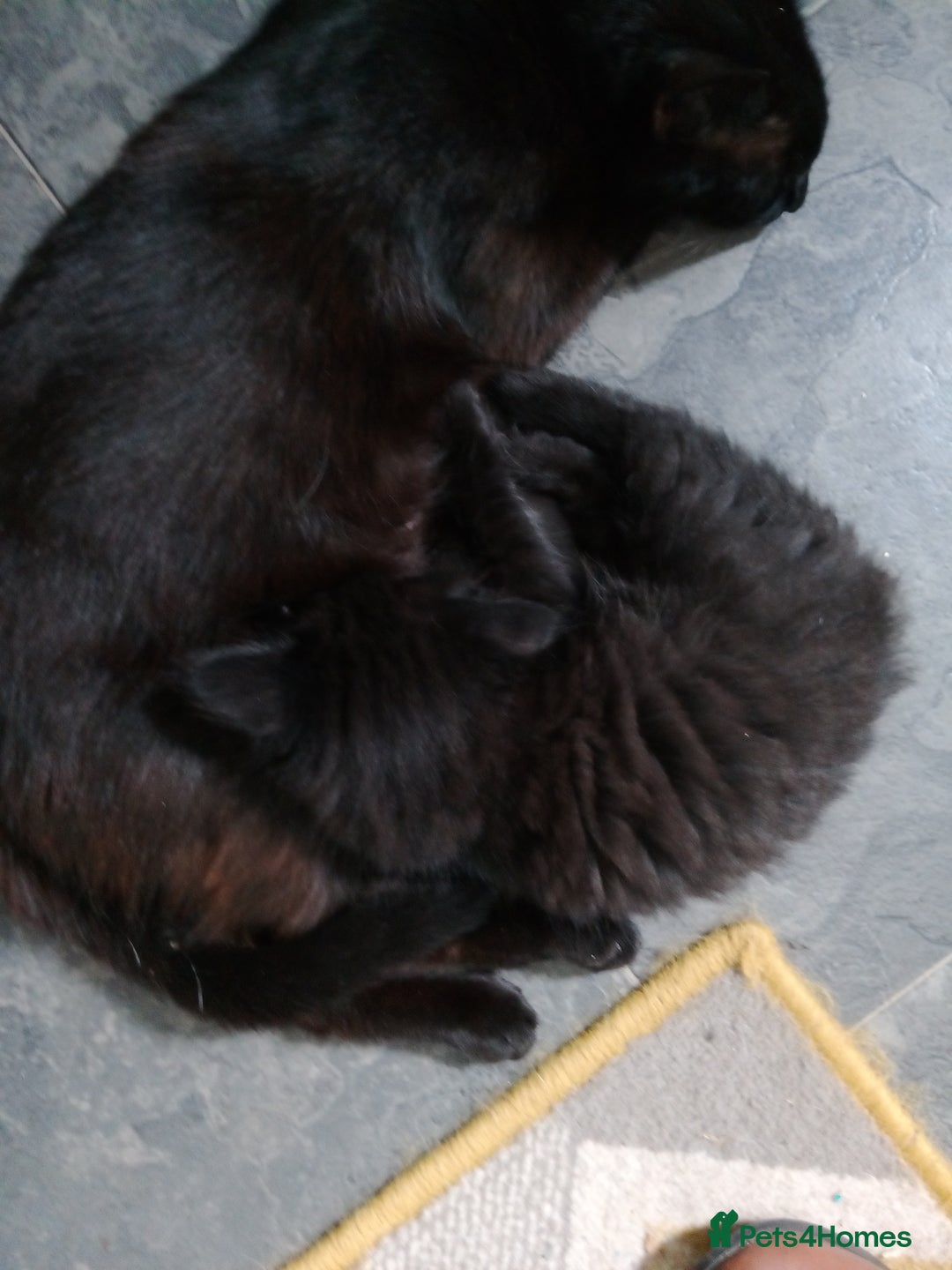 Mixed Breed cats for sale: Kittens - Image 6