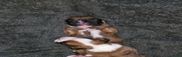 Boxer dogs for sale: Boxer babies - Advert 24