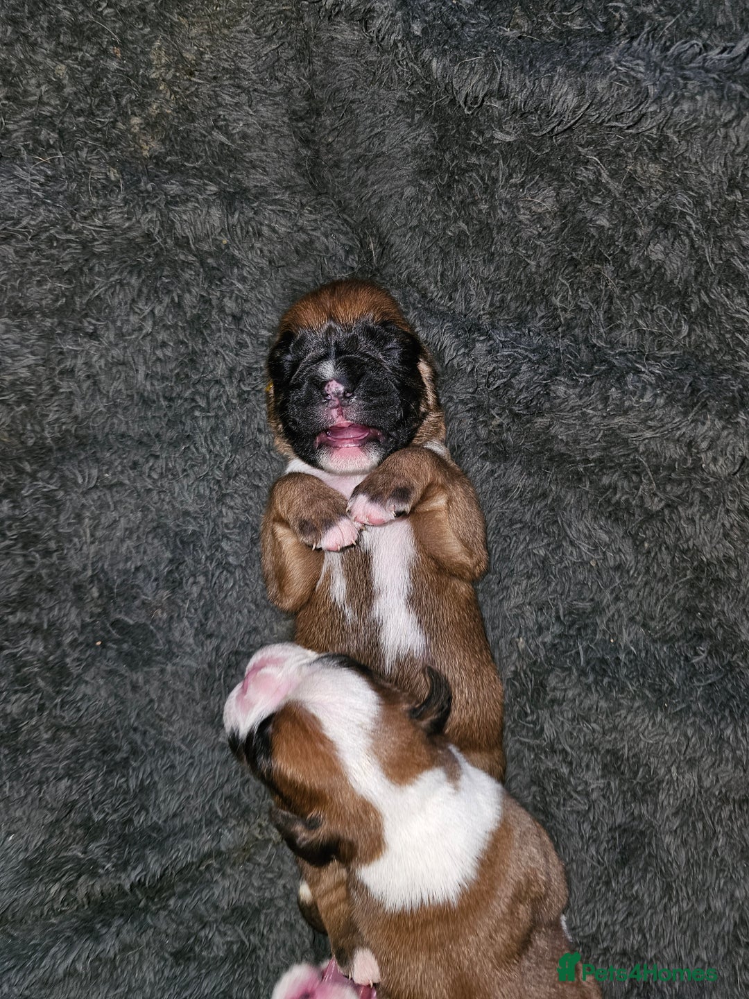 Boxer dogs for sale: Boxer babies - Advert 24