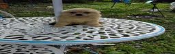 Pomeranian dogs for sale: Stunning palmeranian puppies for sale 8 weeks old. - Advert 5