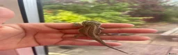 Bearded Dragon reptiles for sale: Super friendly bearded dragons - Advert 15