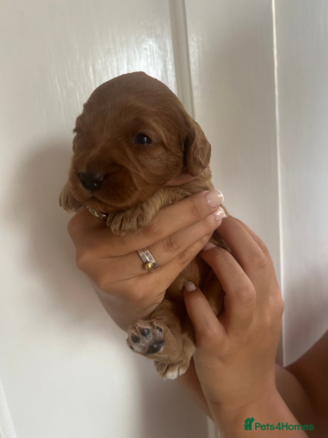 Cockapoo dogs for sale: Adorable Cockapoo Puppies  - Image 16