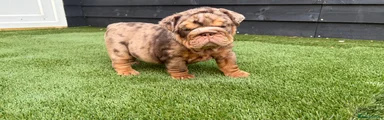 English Bulldog 9
