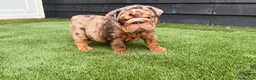 English Bulldog dogs for sale: English Bulldog Puppies - Advert 7
