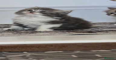 Persian cats - Advert 1
