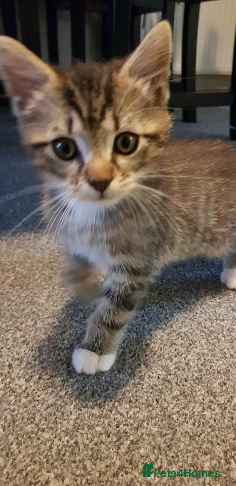 Mixed Breed cats for sale: 4 kitten for sale in Grays - Advert 3