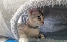 Abyssinian cats for sale: SILVER Abyssinian kittens - Image 10