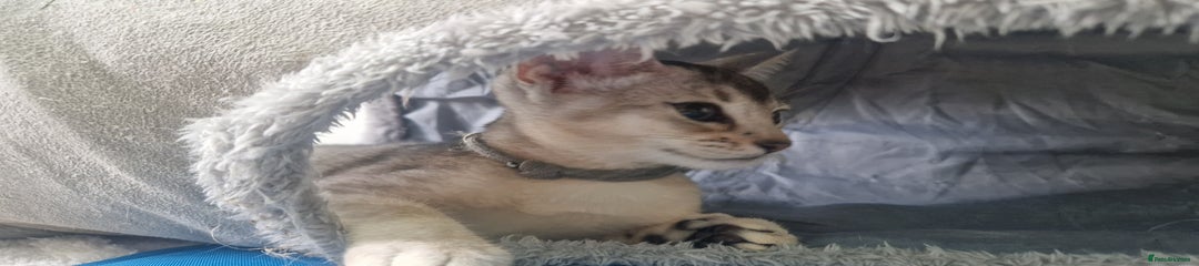 Abyssinian Grey collar