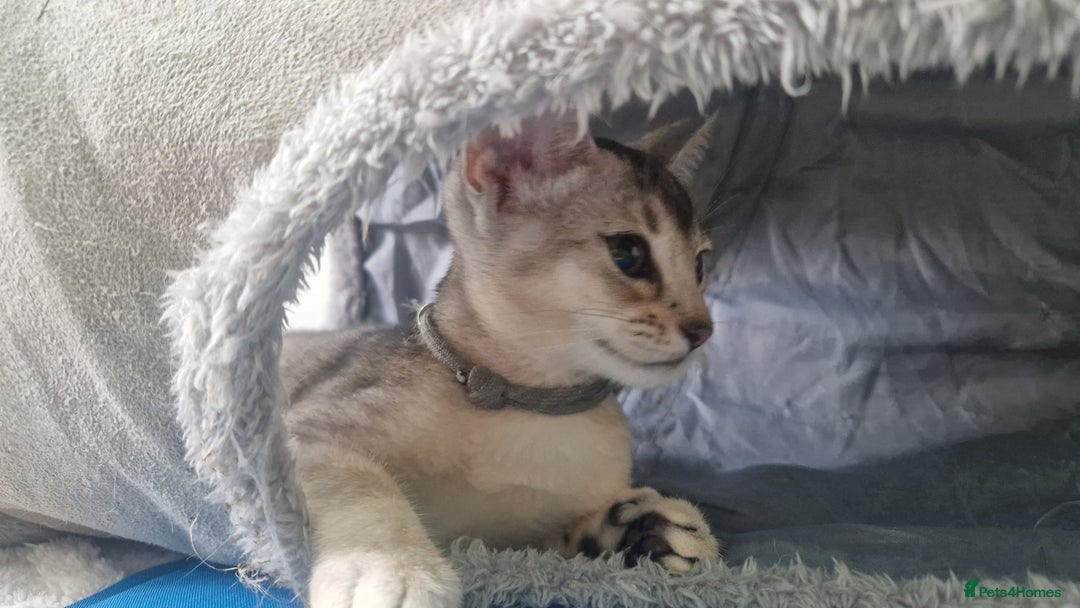 Abyssinian cats for sale: SILVER Abyssinian kittens - Image 10