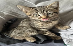 Mixed Breed cats for sale: Beautiful mixed breed kittens - Image 4
