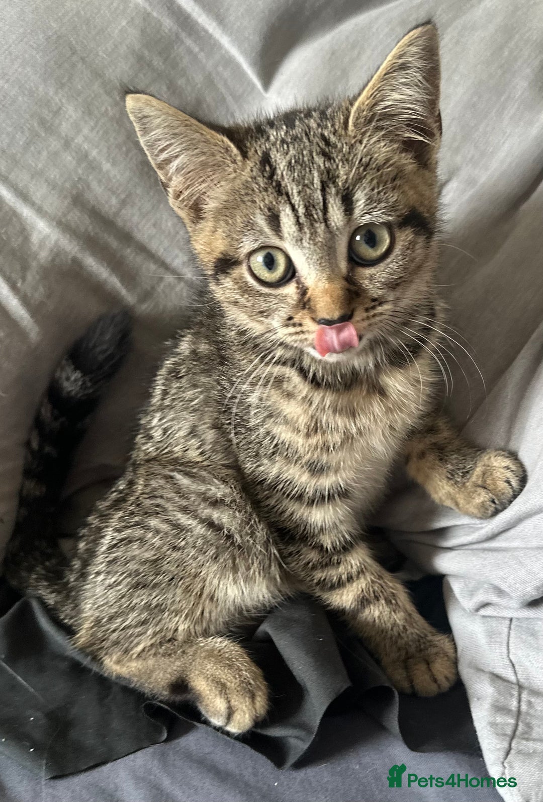 Mixed Breed cats for sale: Beautiful mixed breed kittens - Image 4