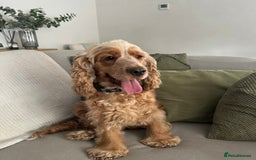 Cocker Spaniel dogs for sale: Adult KC Reg Girl  - Image 1
