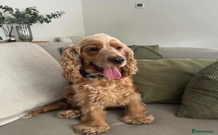 Cocker Spaniel dogs - Advert 11
