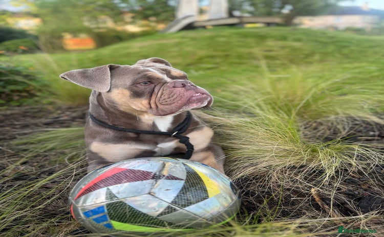English Bulldog dogs - Advert 5
