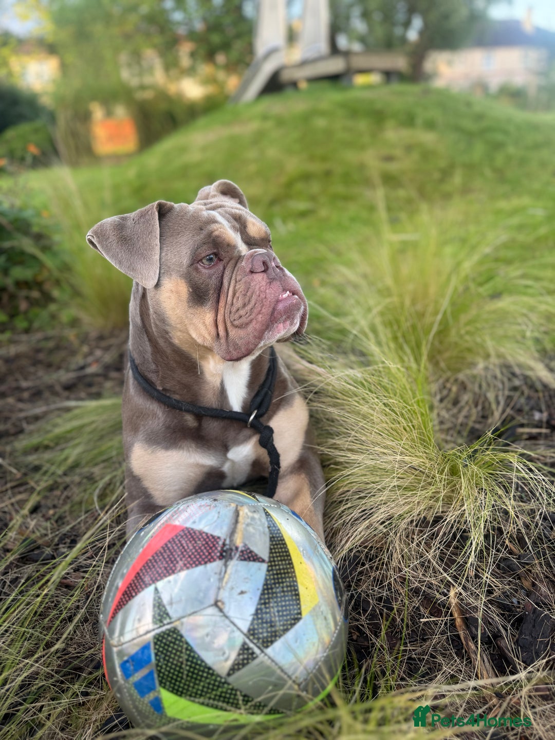 English Bulldog dogs for stud: Pablo - Image 1
