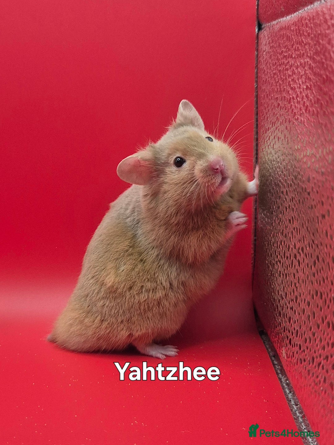 Hamster rodents for sale: 8 week old Male Pedigree Mink Syrian Hamsters - Image 4