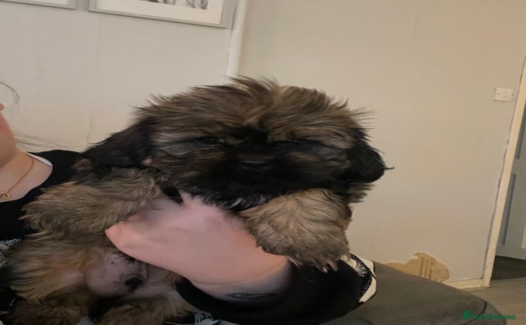 Shih Tzu dogs - Advert 1
