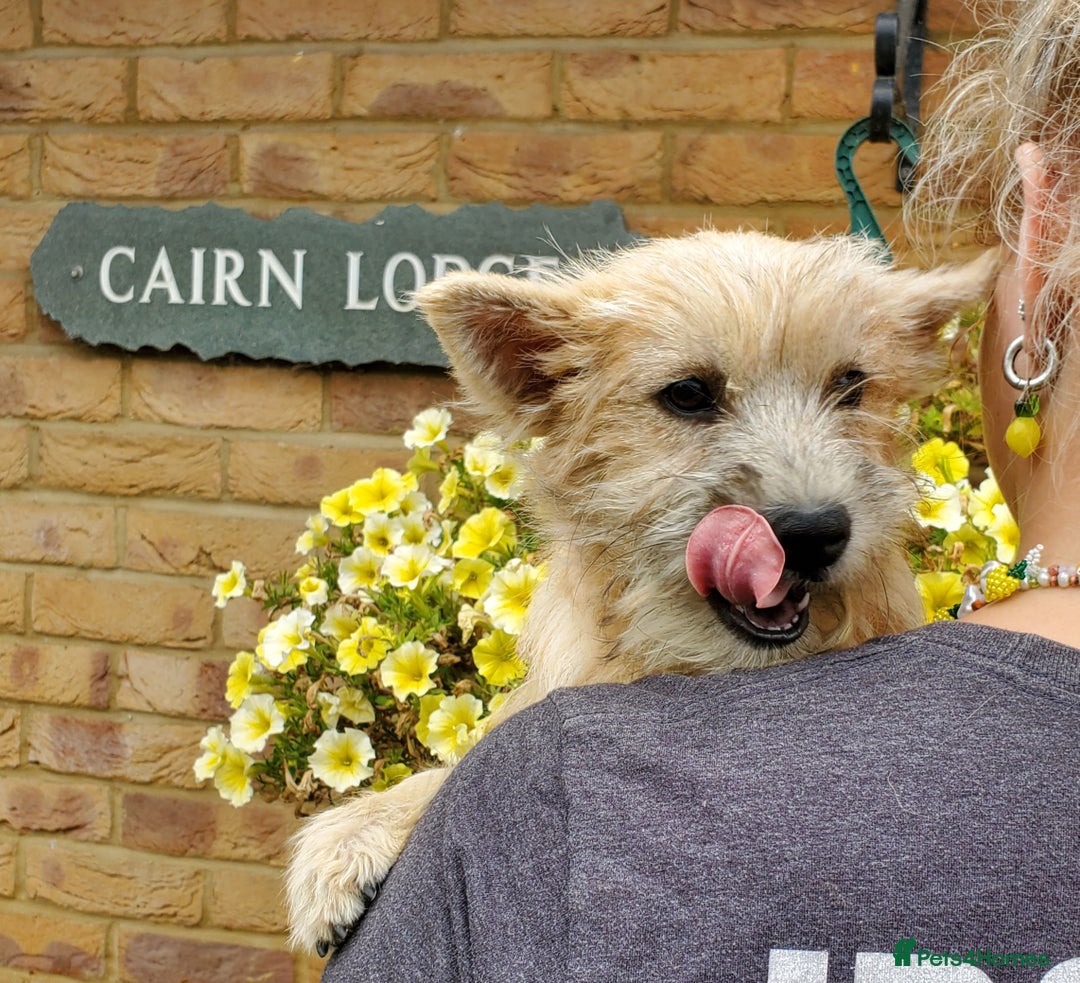 Cairn Terrier dogs for sale: Brother & Sister Looking for Loving Homes - Image 8