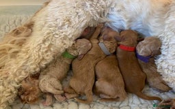 Toy Poodle dogs for stud: AT STUD KC REG TOY POODLE JAM  CLEAR DNA TESTS in High Wycombe - Image 11
