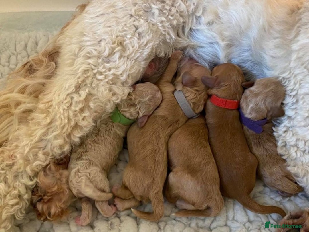 Toy Poodle dogs for stud: AT STUD KC REG TOY POODLE JAM  CLEAR DNA TESTS in High Wycombe - Image 11