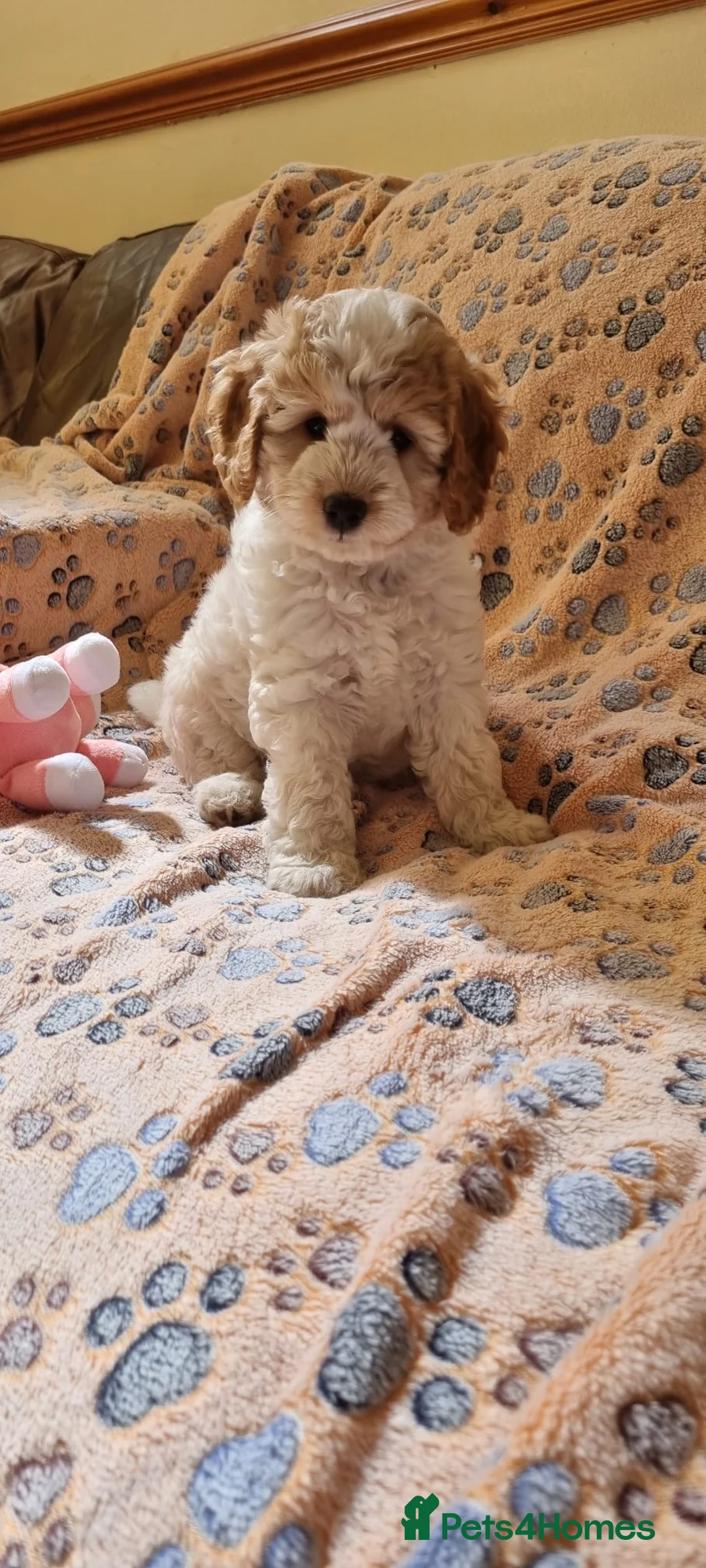 Cockapoo dogs for stud: PROVEN DNA tested Cockapoo Stud-Chocolate Merle in Stafford - Advert 32