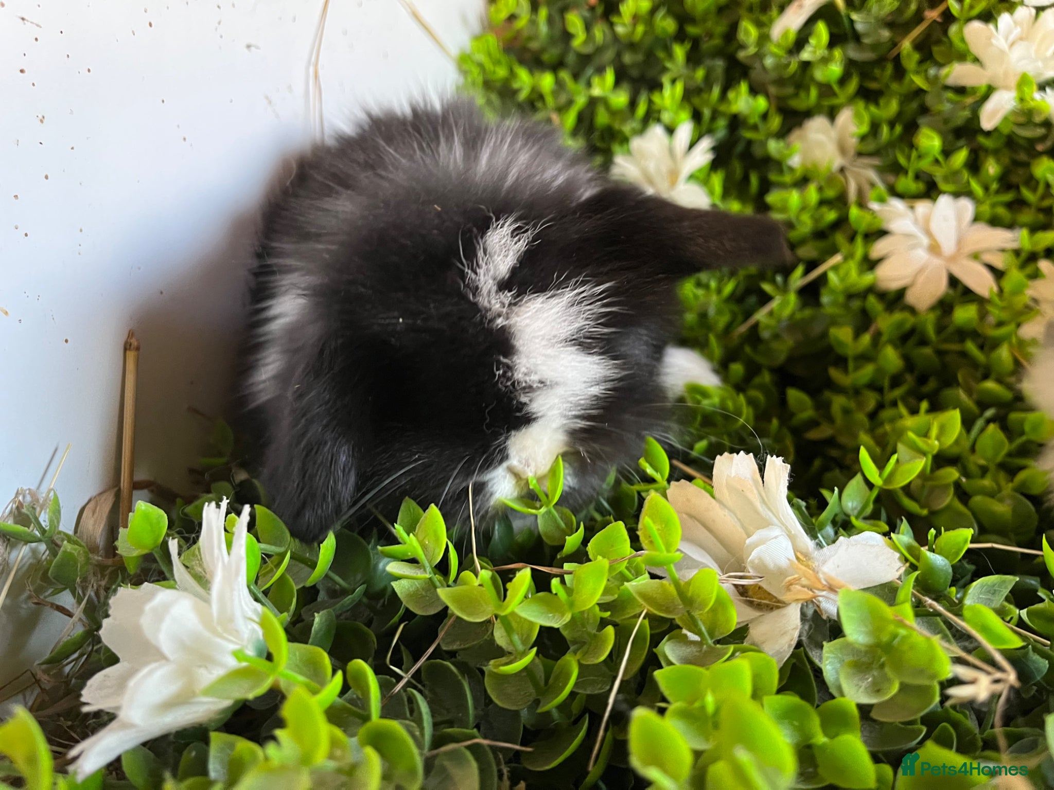 Mini Lion Lop rabbits Gorgeous Mini lion lops  - Advert 2