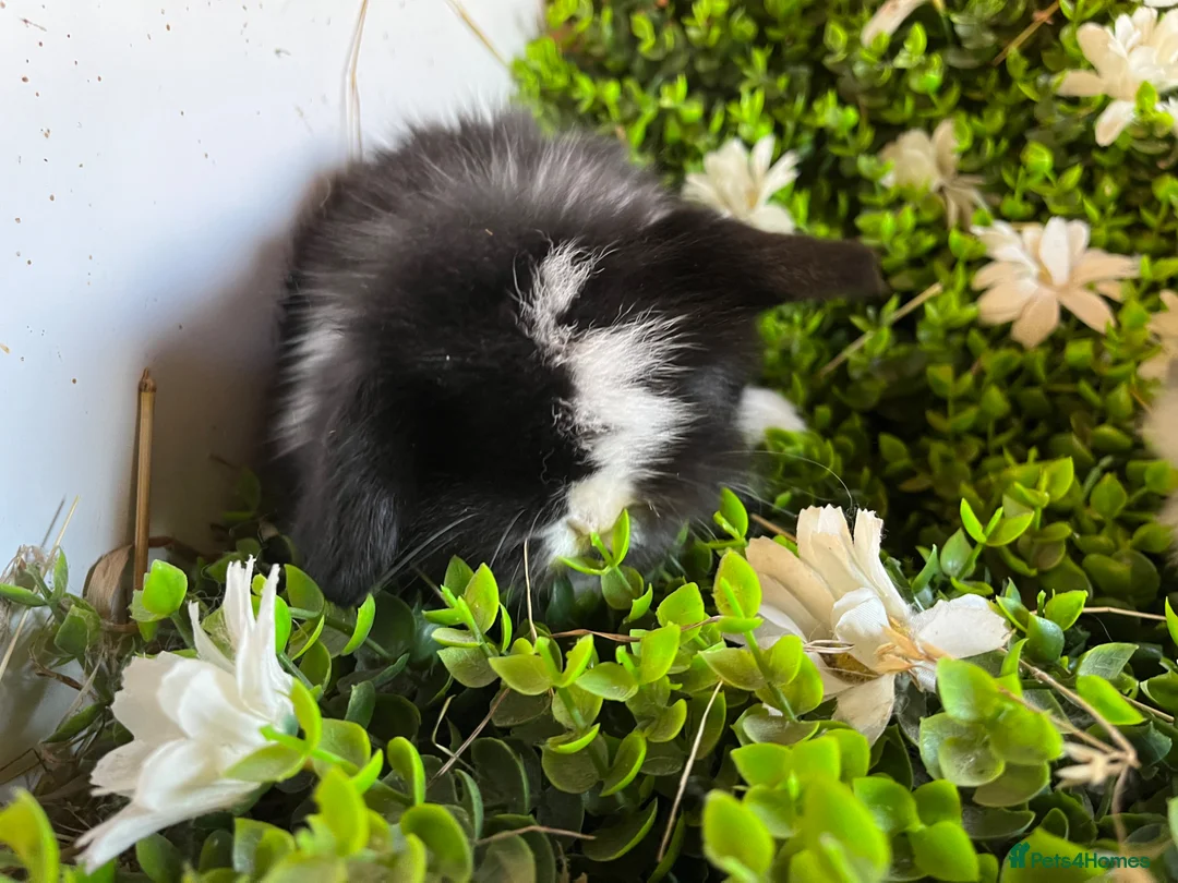 Mini Lion Lop rabbits for sale: Gorgeous Mini lion lops  - Advert 2