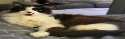 Mixed Breed cats for adoption: Gentle Floofy Boy - Advert 1