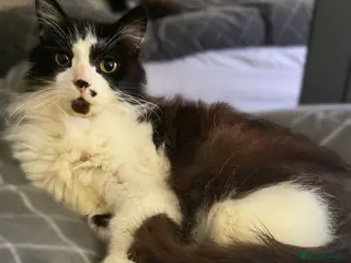 Mixed Breed cats The Sweetest Cat of All Time - Advert 1