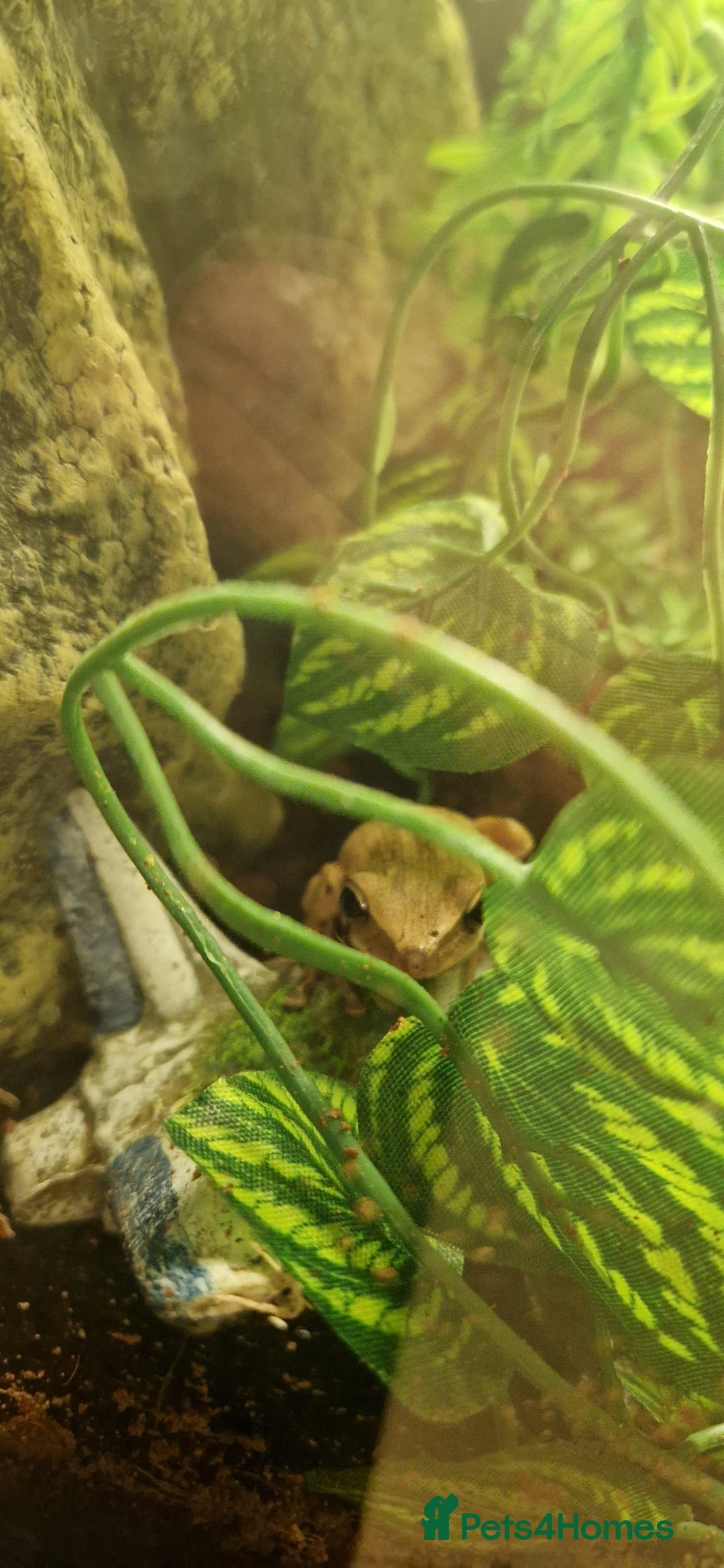 Frog reptiles for sale: 3 golden tree frogs  - Advert 5