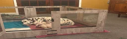 Dalmatian dogs for sale: 13 KC registered Dalmatian puppies  - Advert 3