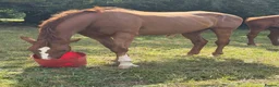 Irish Sports horses for sale: Best of homes are saught ! Companion Gelding  - Advert 2