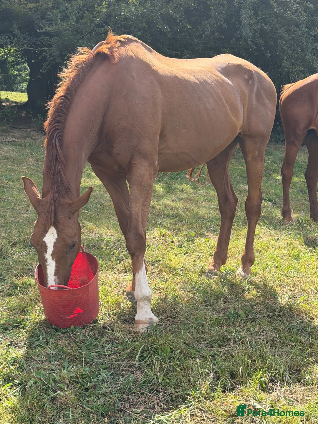 Irish Sports horses for sale: Best of homes are saught ! Companion Gelding  - Advert 2