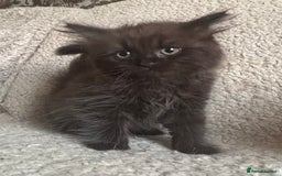 Ragdoll cats for sale: Gorgeous Kittens Available  - Image 13