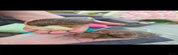 Snails invertebrates for sale: Baby Giant African Land Snails in Burnham-on-Crouch - Advert 3