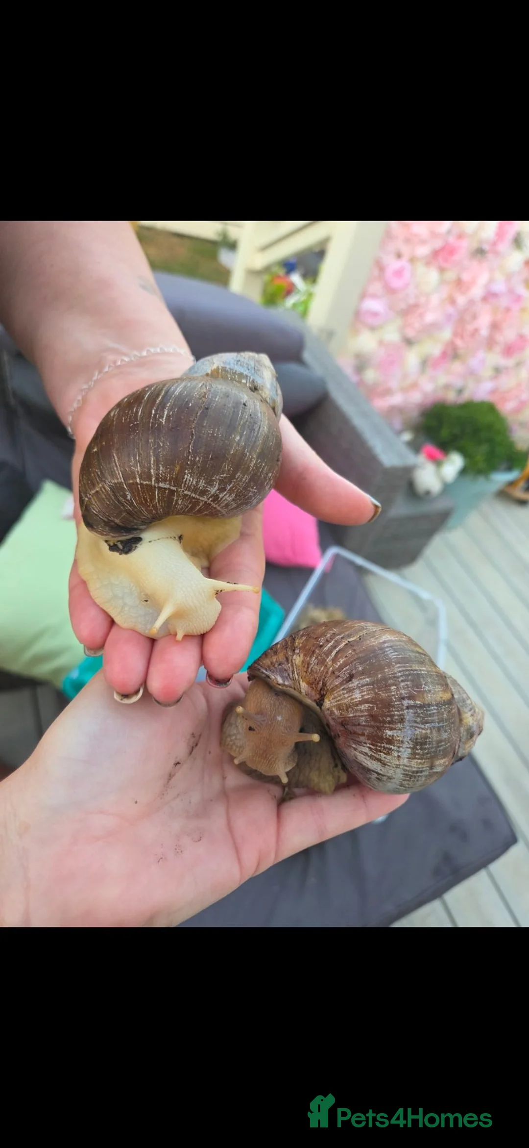 Snails invertebrates for sale: Baby Giant African Land Snails in Burnham-on-Crouch - Advert 3