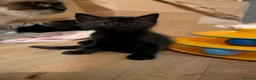 Ragcoon cats for sale: four gorgeous ragcoons ❤️ - Advert 3