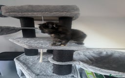 Maine Coon cats for sale: 3 gorgeous healthy full breed Maine coon kittens - Image 9